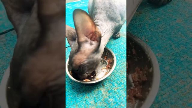 Лысая кошка сфинкс дышит носом и ест смотреть онлайн