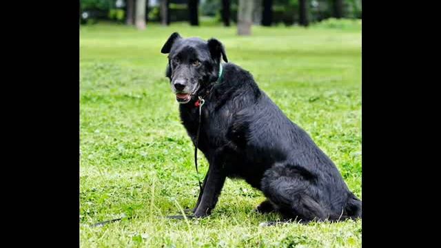 Познакомьтесь!!! Это БАРХАТ!!! смотреть онлайн