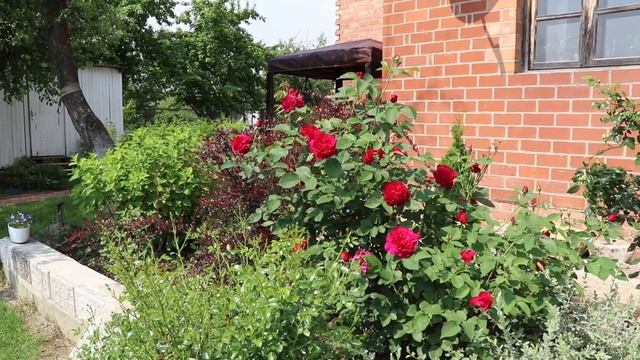 Английская роза Дэвида Остина Darcey Bussell. Дарси Бассел.