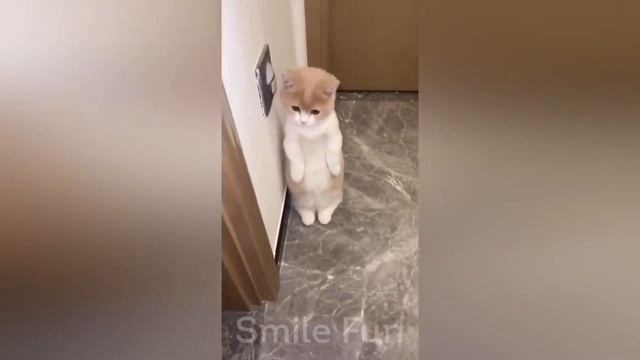 КОШКИ ПРИКОЛЫ С КОТИКАМИ И КОШКАМИ ? - смешное видео, приколы смотреть онлайн