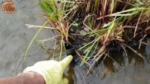 Плавающий остров в пруду своими руками. ОСТРОВ в пруд за копейки. Плавающая клумба