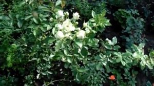 Роза Лавли Грин. Lovely Green