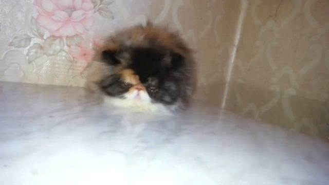 Питомник кошек Ля Рошель(Рошен) персов и экзотов 1 смотреть онлайн