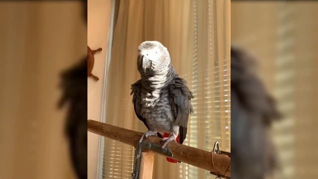 Тимоша говорящий попугай, вид Жако. Подборка видео #9 смотреть онлайн