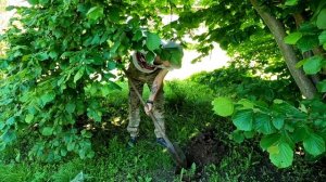 ? Как я посадил на участке грибы шампиньоны. Курсы по выращиванию шампиньонов #DENLife