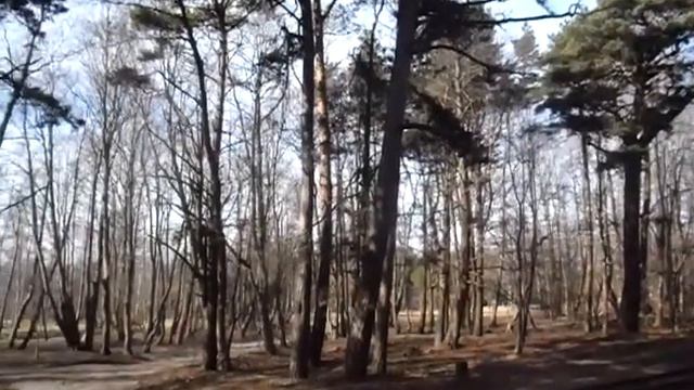 птички поют смотреть онлайн