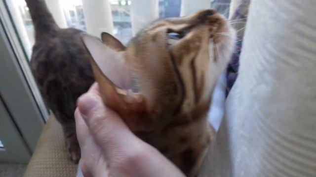 Бенгальская кошка громко мяукает Bengal cat meows loudly смотреть онлайн