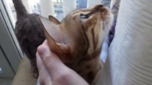 Бенгальская кошка громко мяукает Bengal cat meows loudly