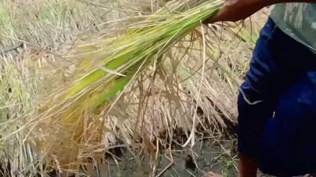 Bhat Kapni | भात कापणी | Gavakadchi Sheti | GP EDITE смотреть онлайн