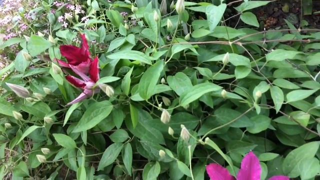 КЛЕМАТИСЫ-размножение черенками;Что Любят Клематисы?- подкормки; место посадки;Группы обрезки✂️ смотреть онлайн