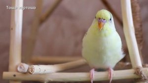 3 Часа Тоша-картоша, весёлое пение для попугайчиков