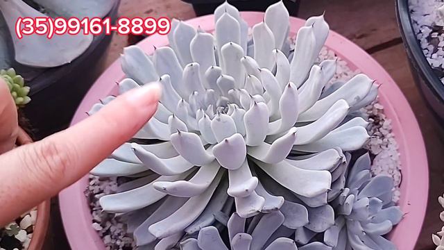 Top 10 Suculentas  Incríveis Da Semana + IDENTIFICAÇÃO E Dicas De Cultivo Parte 8 #coleção #plantas