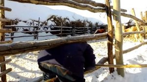 Бычки на откорме. наш раскол для крс