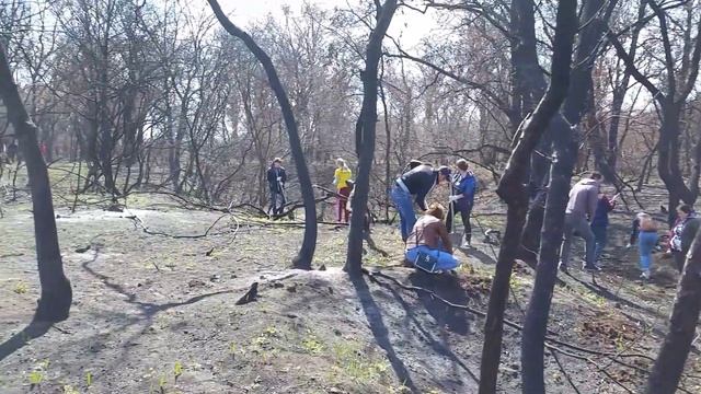 Посадка леса в Волго-Ахтубинской пойме смотреть онлайн