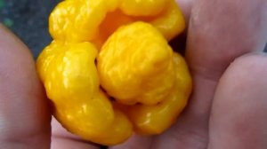 Trinidad Scorpion Moruga Yellow - Тринидад Моруга Скорпион Желтый