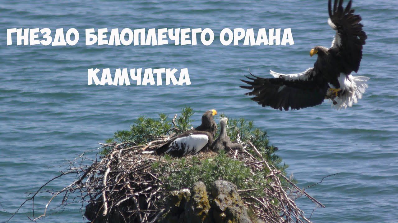 Гнездо белоплечего орлана Камчатка часть 1 смотреть онлайн