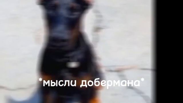 эдит немецкая овчарка и доберман, с кем ещё такой сделать?♡ смотреть онлайн