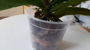 Срочно❗ПЛЕСЕНЬ в грунте🤯 ПЕРЕСАДКА ОРХИДЕИ ✅