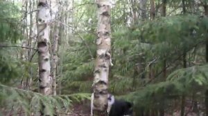 Охота с лайкой на рысь.