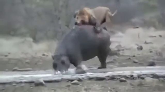 Fights animals// БОИ ЖИВОТНЫХ./13/ смотреть онлайн