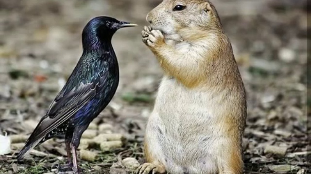 Сурок (Мой сурок со мною) смотреть онлайн