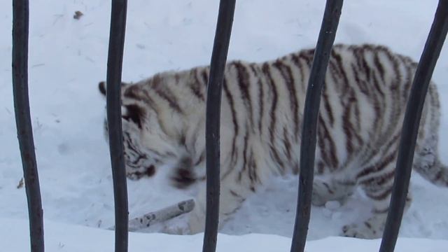 Тигрёнок играет с палкой 13.12.16 смотреть онлайн