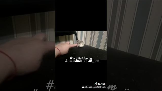 Декоративные ёжики. Есть Ежата для продажи смотреть онлайн