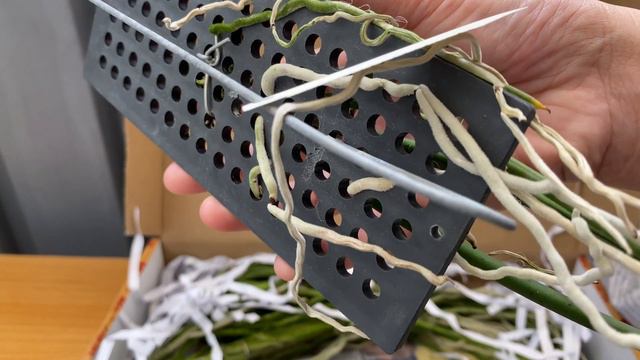 NEW ORCHIDS UNBOXING | Dendrobium Jairak Bushy, Trichocentrum Jonesianum, Seidenfadenia Mitrata смотреть онлайн
