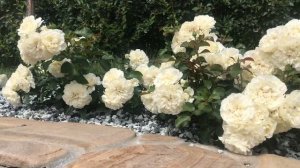 Роза БЛАНК МЕЙЯНДЕКОР (Blanc Meillandecor). Цветение в первый год!!!