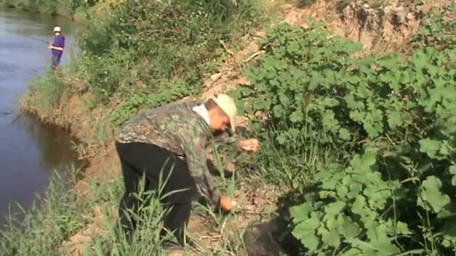 Август 2013, Ахтуба, судак и щука на воблеры с беррега в заброс, компания Алексея Рогачёв смотреть онлайн