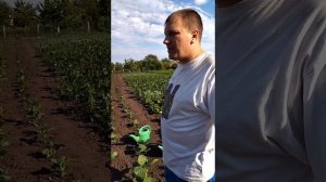 Полив табака