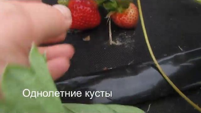 Клубника Ренессанс - неповторимый сбалансированный богатый вкус. Для гурманов))) смотреть онлайн
