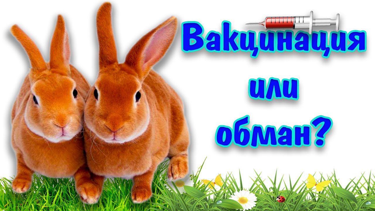 Прививки кроликам, какие делают?