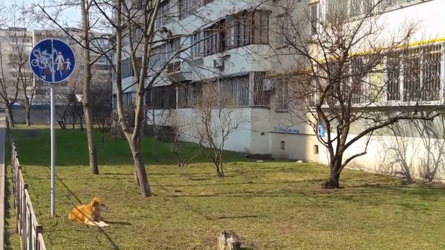 Прекрасное весеннее утро😊Ворона поёт собакену 🎤🎙🎶🎵 смотреть онлайн