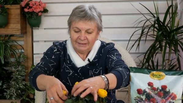 Как ухаживать за Розой в Горшке ?Цветоводство с  Хитсад ТВ