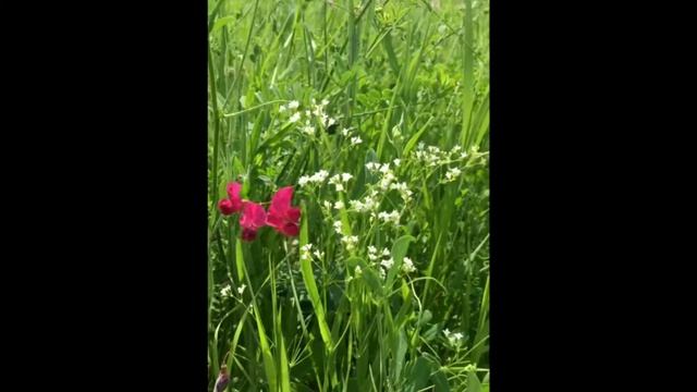 Стих Я узнал что у меня есть огромная семья смотреть онлайн