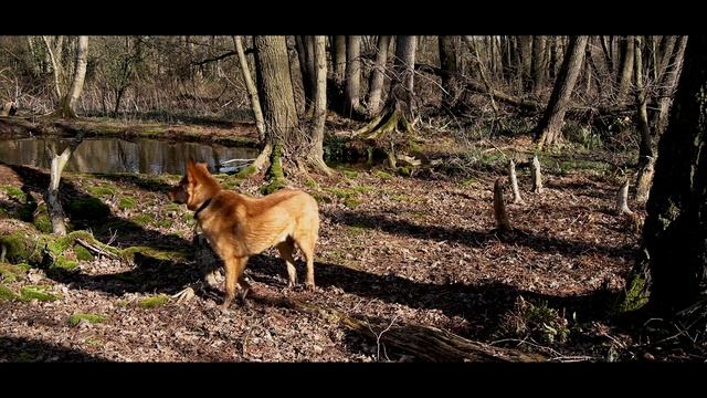 Canon XA 50 - Rusty Wolf - Back to Nature смотреть онлайн