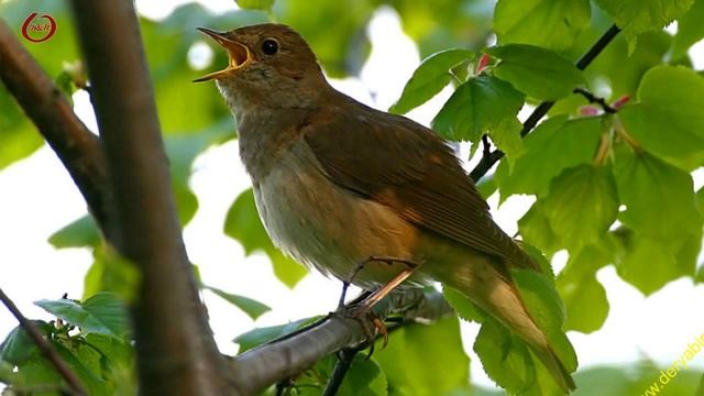 Цветы Израиля( Как прекрасен этот мир) смотреть онлайн
