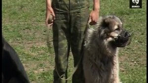 Служу Отчизне 13.06.2011