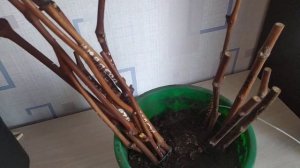 Достала черенки винограда из подвала, а у некоторых почки проснулись