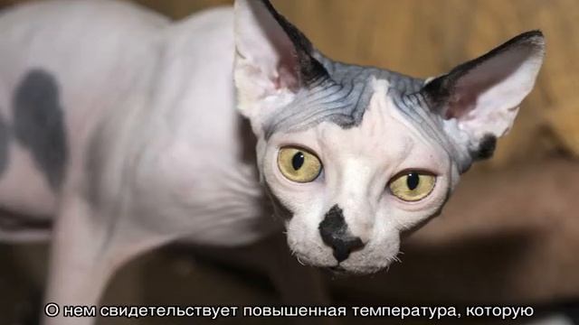Потеют ли кошки и как часто: потовые железы у котов смотреть онлайн