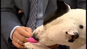 Стаффордширский Терьер. Самое интересное о породе!