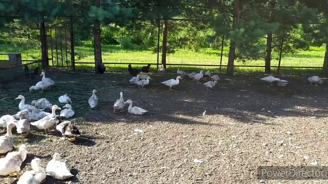 СТЫДНО ОТ БАРДАКА В САРАЕ.НУЖНО СРОЧНО ИСПРАВЛЯТЬСЯ #свиньи#кролики#сарай