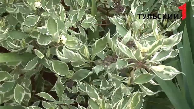 Дерен смотреть онлайн