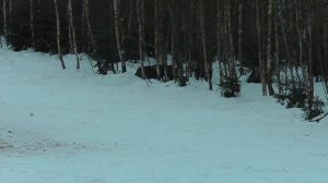 Охота на кабана. Обучающий материал.