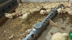 Бройлеры Кобб-500, кобб-700, содержание