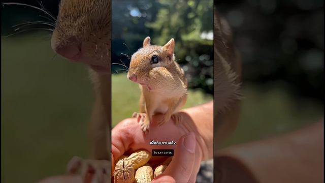 สิ่งมีชีวิตที่น่ารักสุดๆ #animals #viral #animal