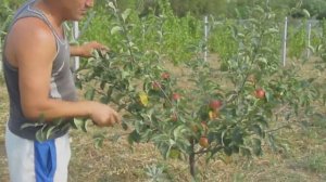 начало плодоношения яблонь