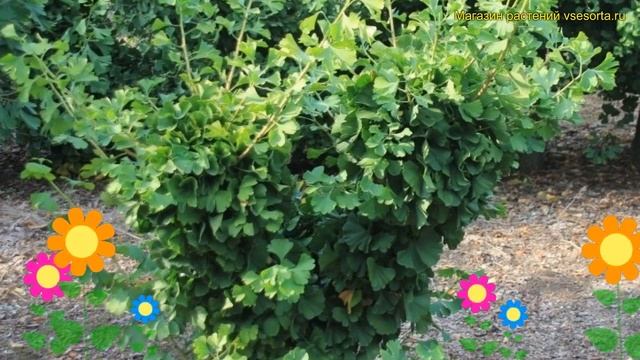 Гинкго билоба Глобус. Краткий обзор, описание характеристик, где купить саженцы Ginkgo Biloba Globu