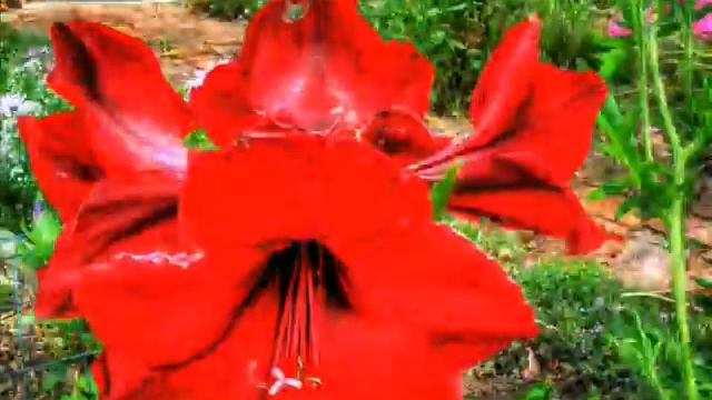 Amaryllis: 1 Month смотреть онлайн